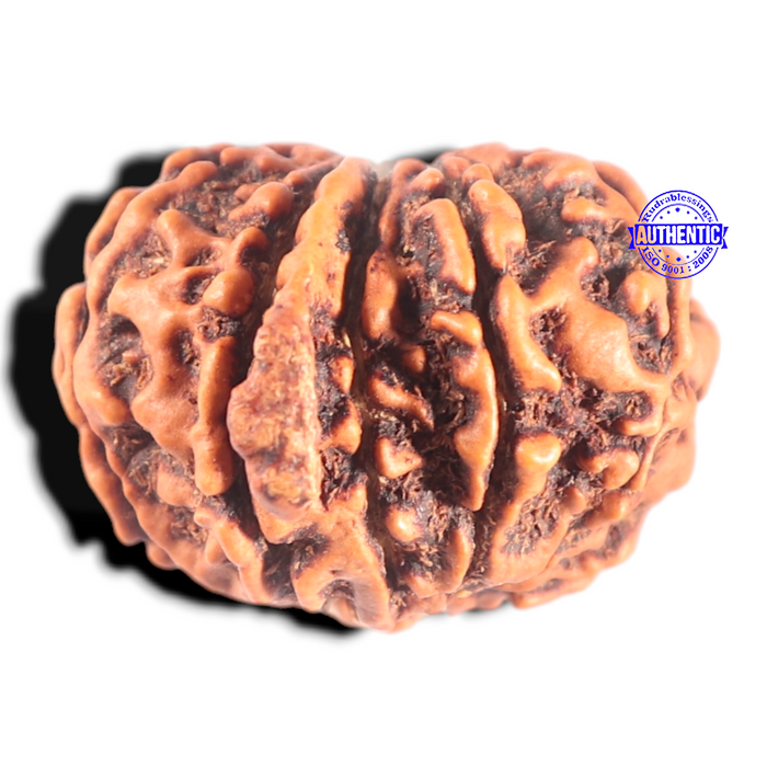 10 Mukhi Nepalese Ganesha Rudraksha - Bead No. 62
