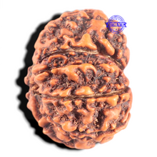 Load image into Gallery viewer, 10 Mukhi Nepalese Ganesha Rudraksha - Bead No. 62
