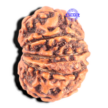 Load image into Gallery viewer, 10 Mukhi Nepalese Ganesha Rudraksha - Bead No. 62
