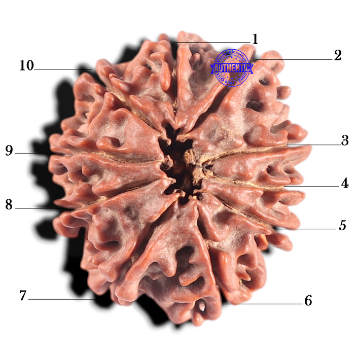 10 Mukhi Nepalese Rudraksha - Bead No. 68
