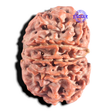 Load image into Gallery viewer, 10 Mukhi Nepalese Rudraksha - Bead No. 68
