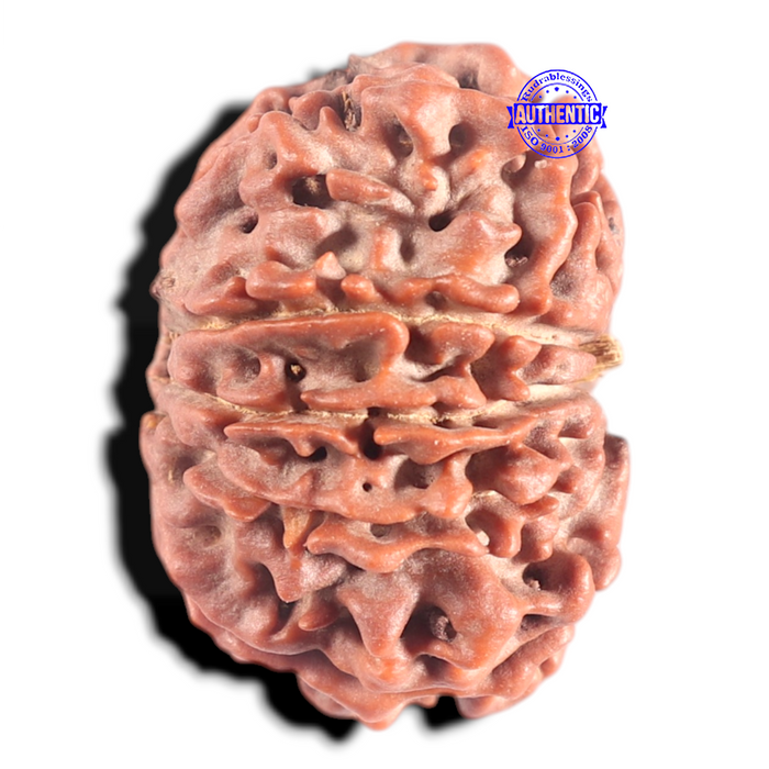 10 Mukhi Nepalese Rudraksha - Bead No. 68