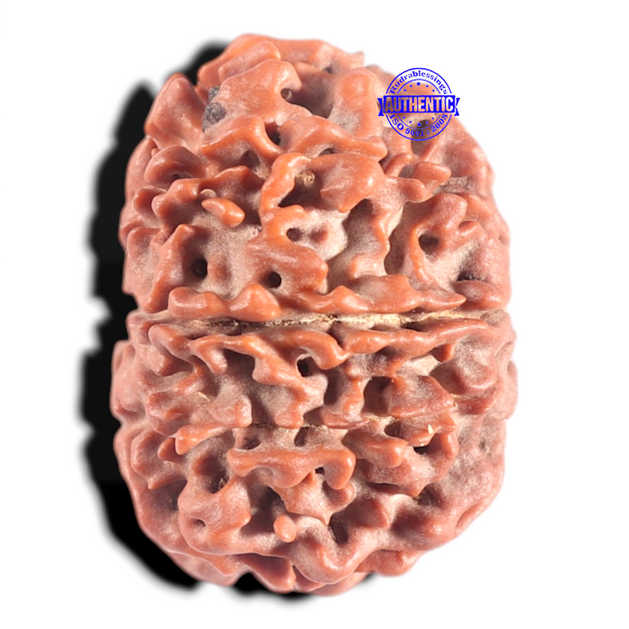 10 Mukhi Nepalese Rudraksha - Bead No. 68