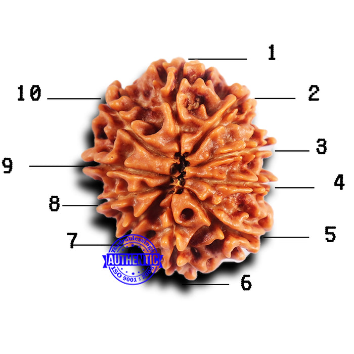 10 Mukhi Nepalese Rudraksha - Bead No. 416