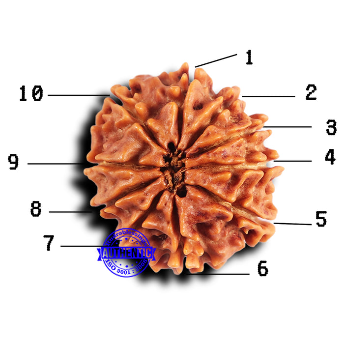 10 Mukhi Nepalese Rudraksha - Bead No. 417