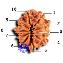 Load image into Gallery viewer, 10 Mukhi Nepalese Rudraksha - Bead No. 419

