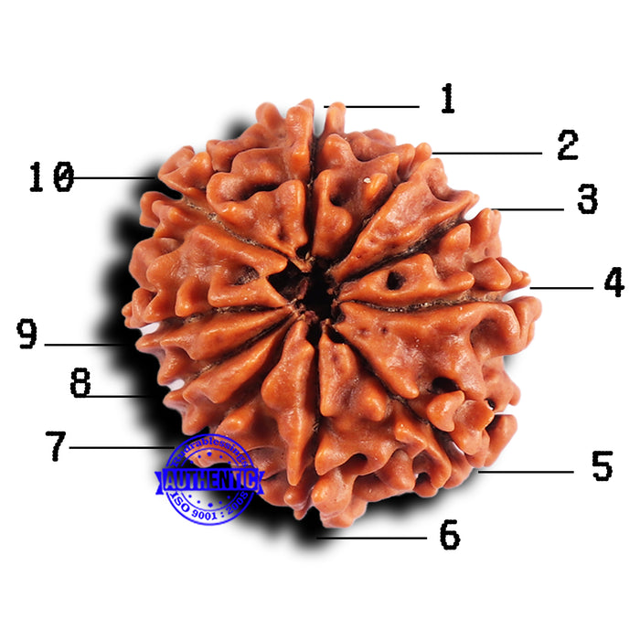10 Mukhi Nepalese Rudraksha - Bead No 426