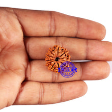Load image into Gallery viewer, 10 Mukhi Nepalese Rudraksha - Bead No 427
