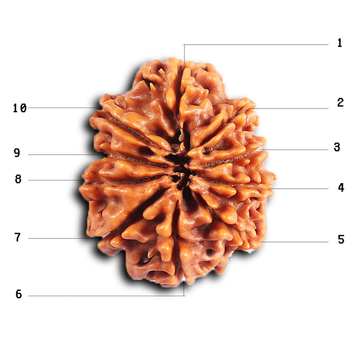10 Mukhi Nepalese Rudraksha - Bead No. 437