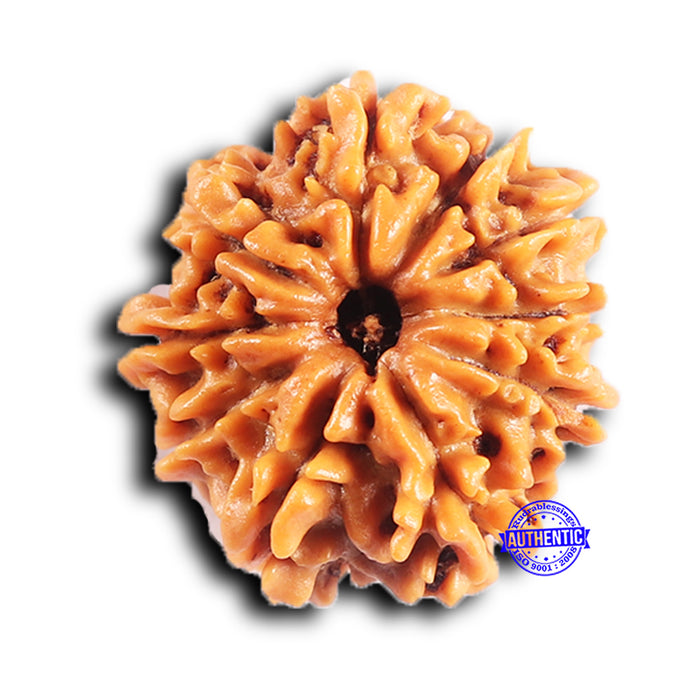 10 Mukhi Nepalese Rudraksha - Bead No 438