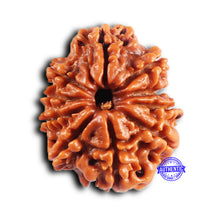 Load image into Gallery viewer, 10 Mukhi Nepalese Rudraksha - Bead No. 437
