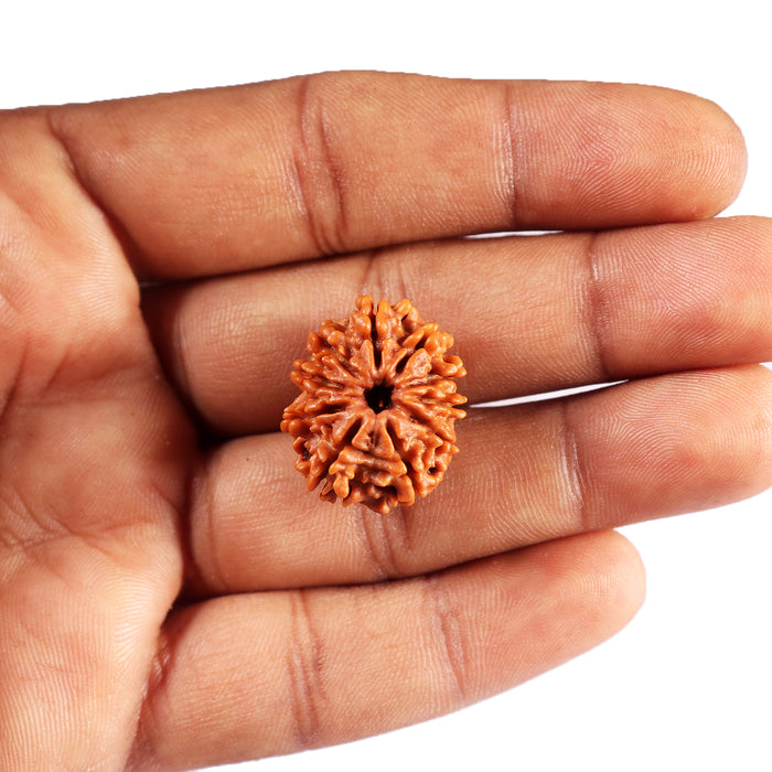 10 Mukhi Nepalese Rudraksha - Bead No. 435