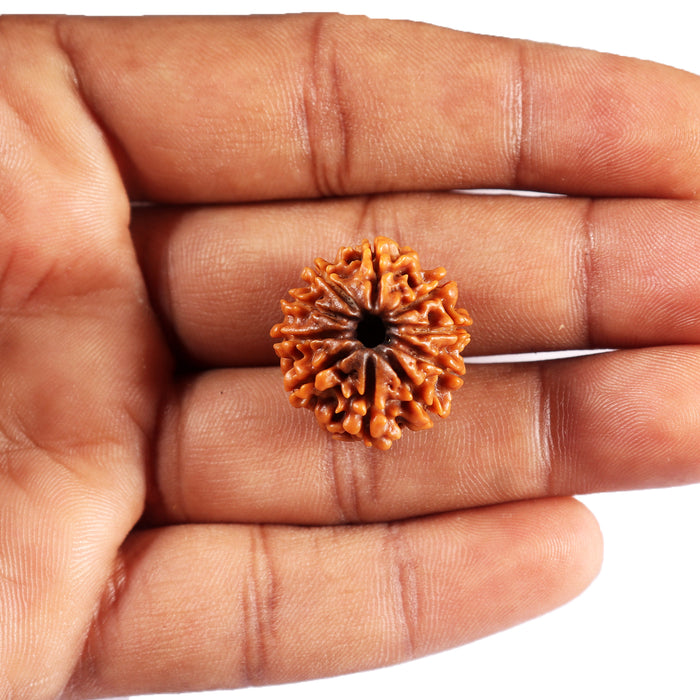 10 Mukhi Nepalese Rudraksha - Bead No. 436