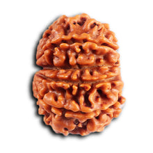 Load image into Gallery viewer, 10 Mukhi Nepalese Rudraksha - Bead No. 437
