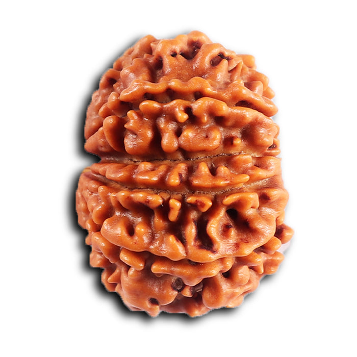10 Mukhi Nepalese Rudraksha - Bead No. 437