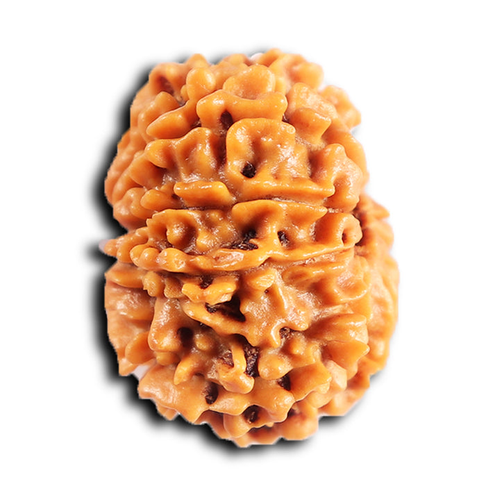 10 Mukhi Nepalese Rudraksha - Bead No 438