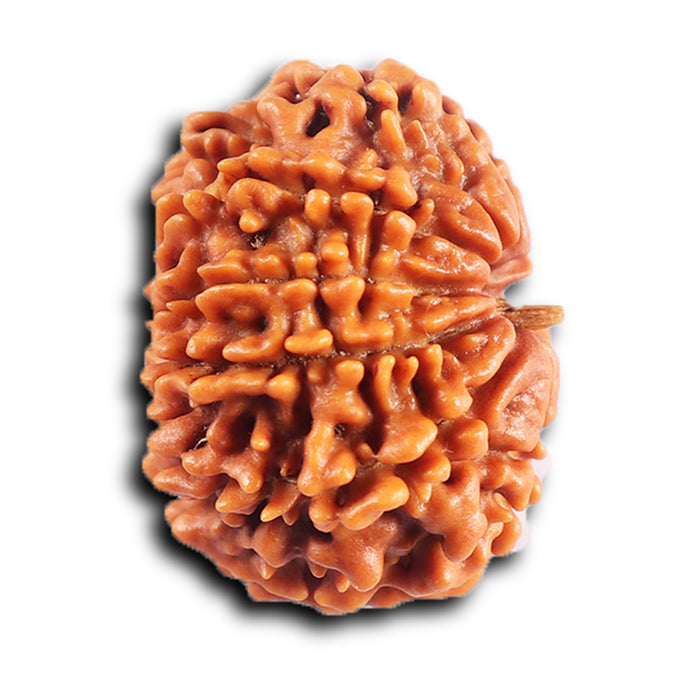 10 Mukhi Nepalese Rudraksha - Bead No. 437
