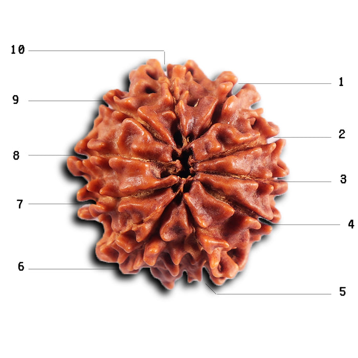 10 Mukhi Nepalese Rudraksha - Bead No. 433