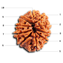 Load image into Gallery viewer, 10 Mukhi Nepalese Rudraksha - Bead No. 434

