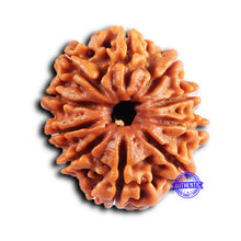 Load image into Gallery viewer, 10 Mukhi Nepalese Rudraksha - Bead No. 434
