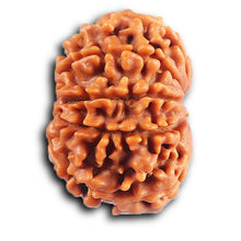 Load image into Gallery viewer, 10 Mukhi Nepalese Rudraksha - Bead No. 434
