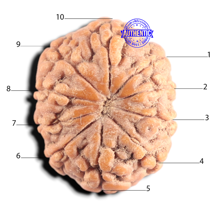 10 Mukhi Rudraksha from Indonesia - Bead No. 10