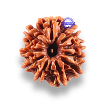 Load image into Gallery viewer, 10 Mukhi Nepalese Rudraksha - Bead No 449
