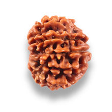 Load image into Gallery viewer, 10 Mukhi Nepalese Rudraksha - Bead No 449
