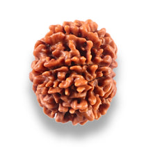 Load image into Gallery viewer, 10 Mukhi Nepalese Rudraksha - Bead No 449
