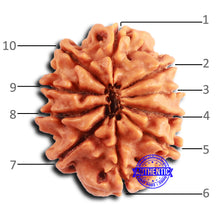 Load image into Gallery viewer, 10 Mukhi Nepalese Rudraksha - Bead No. 406
