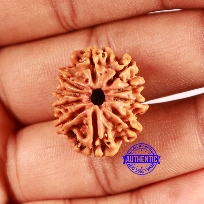 10 Mukhi Nepalese Rudraksha - Bead No. 406