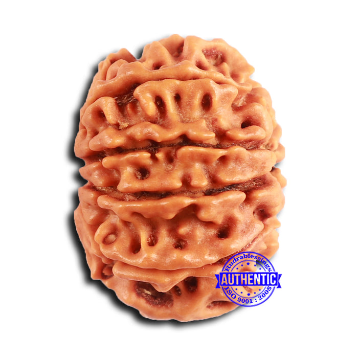 10 Mukhi Nepalese Rudraksha - Bead No. 406
