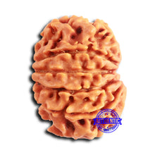 Load image into Gallery viewer, 10 Mukhi Nepalese Rudraksha - Bead No. 406
