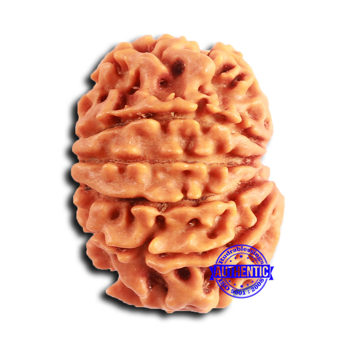 10 Mukhi Nepalese Rudraksha - Bead No. 406