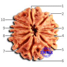Load image into Gallery viewer, 10 Mukhi Nepalese Rudraksha - Bead No. 407
