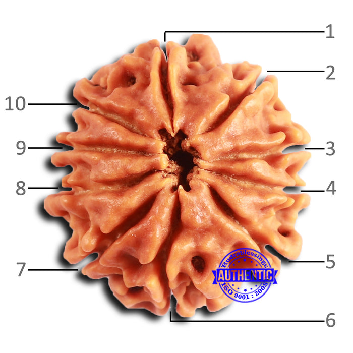 10 Mukhi Nepalese Rudraksha - Bead No. 407