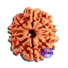 Load image into Gallery viewer, 10 Mukhi Nepalese Rudraksha - Bead No. 407
