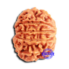 Load image into Gallery viewer, 10 Mukhi Nepalese Rudraksha - Bead No. 407
