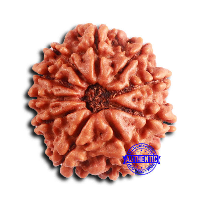 10 Mukhi Nepalese Rudraksha - Bead No 408