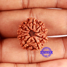 Load image into Gallery viewer, 10 Mukhi Nepalese Rudraksha - Bead No 408
