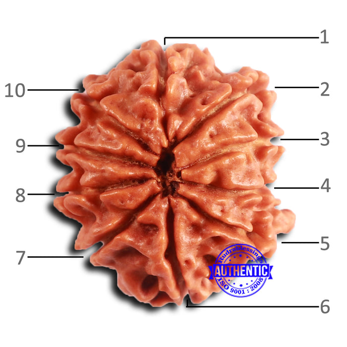 10 Mukhi Nepalese Rudraksha - Bead No 409