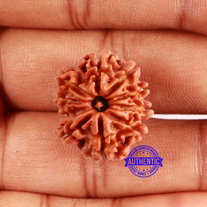 10 Mukhi Nepalese Rudraksha - Bead No 409