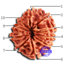 Load image into Gallery viewer, 10 Mukhi Nepalese Rudraksha - Bead No 410
