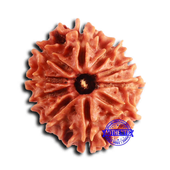 10 Mukhi Nepalese Rudraksha - Bead No 410
