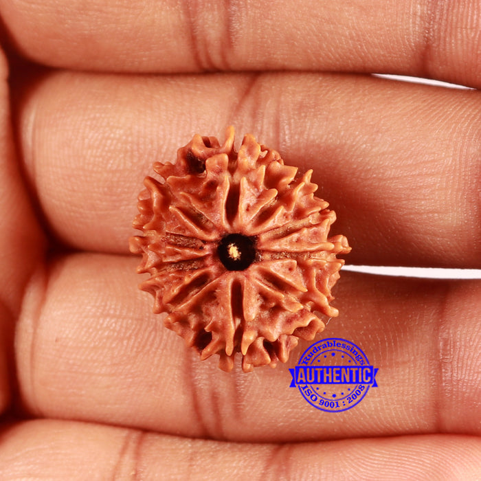 10 Mukhi Nepalese Rudraksha - Bead No 410