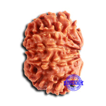 Load image into Gallery viewer, 10 Mukhi Nepalese Rudraksha - Bead No 410

