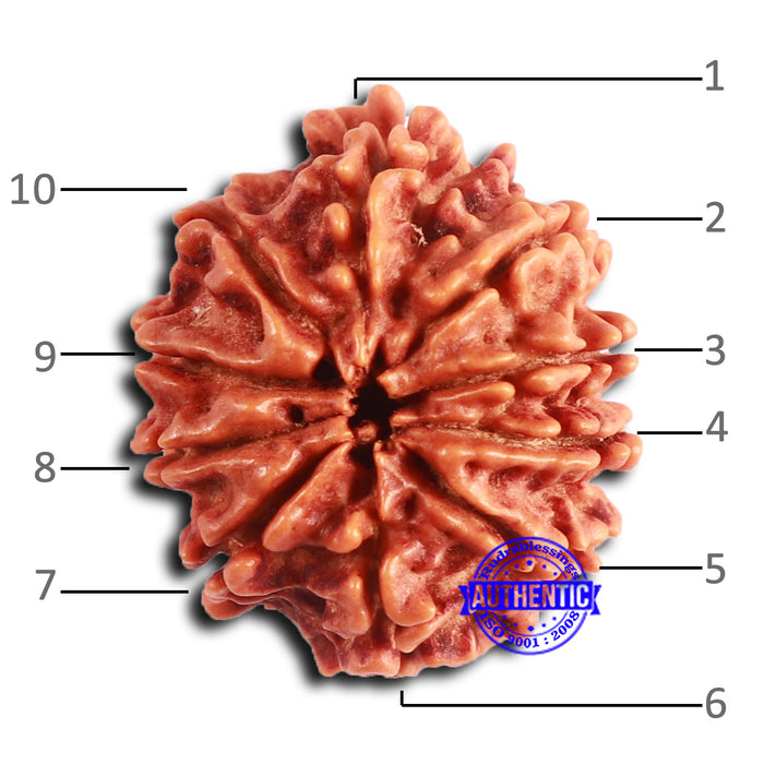 10 Mukhi Nepalese Rudraksha - Bead No 411