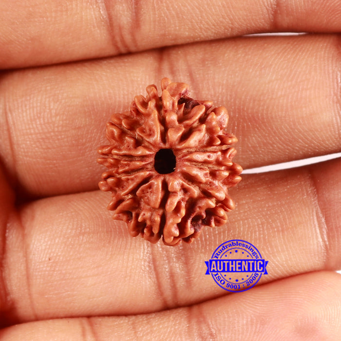 10 Mukhi Nepalese Rudraksha - Bead No 411