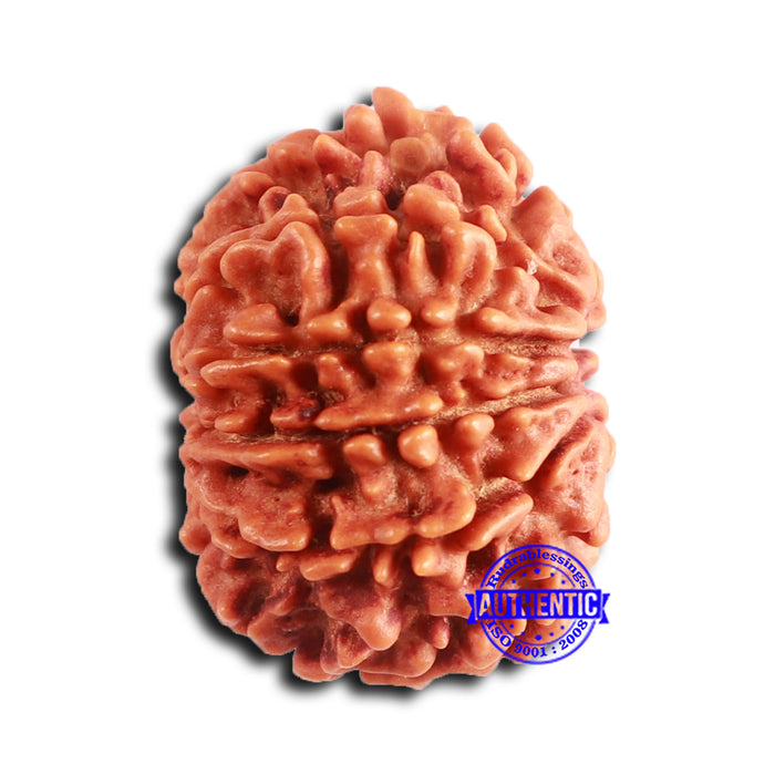 10 Mukhi Nepalese Rudraksha - Bead No 411