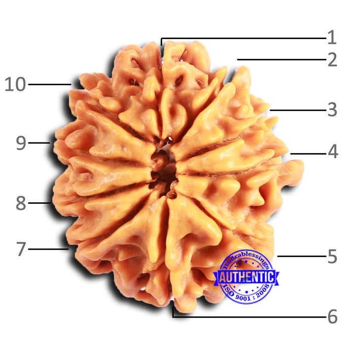 10 Mukhi Nepalese Rudraksha - Bead No 412